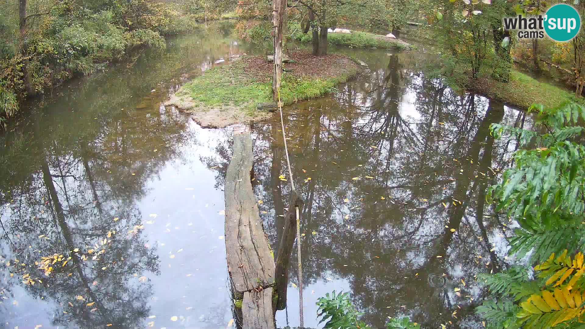 Vari bianconero Zoo Ljubljana webcam