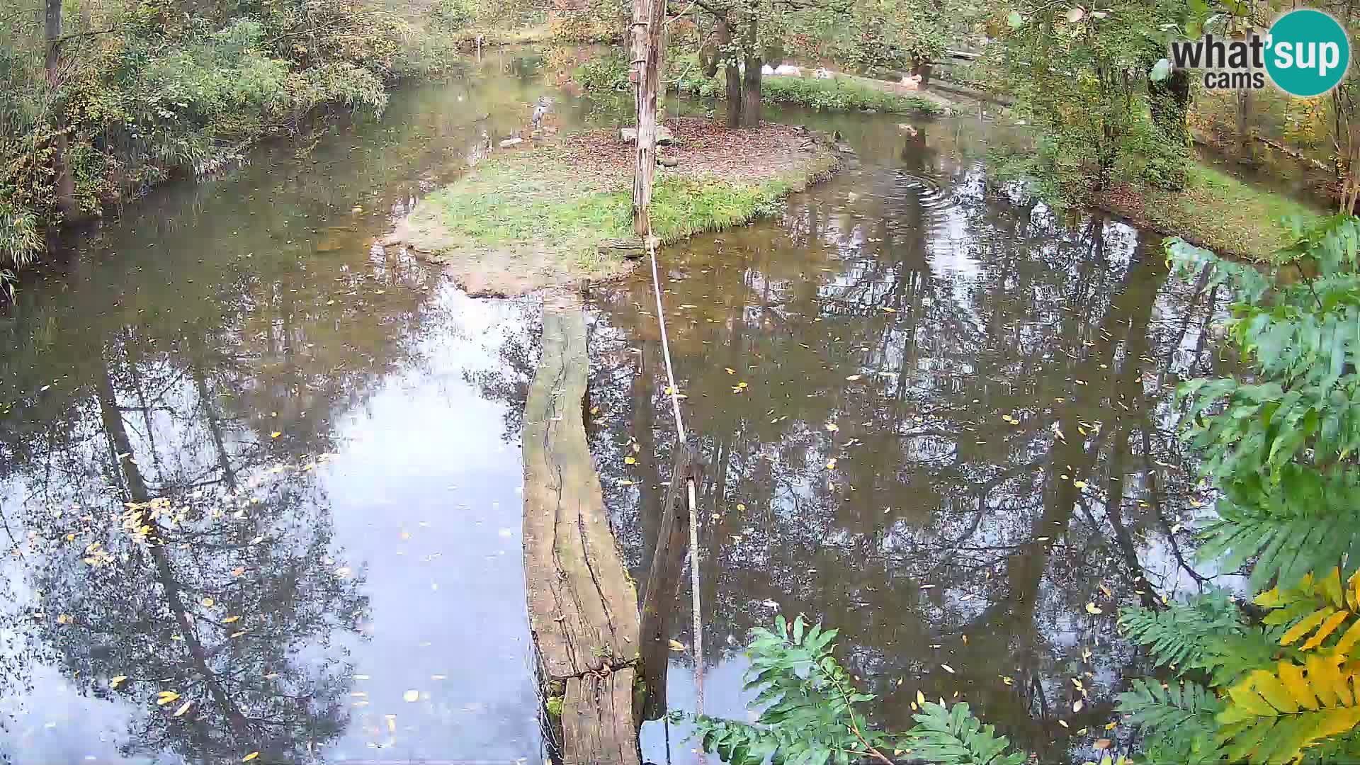 Vari bianconero Zoo Ljubljana webcam