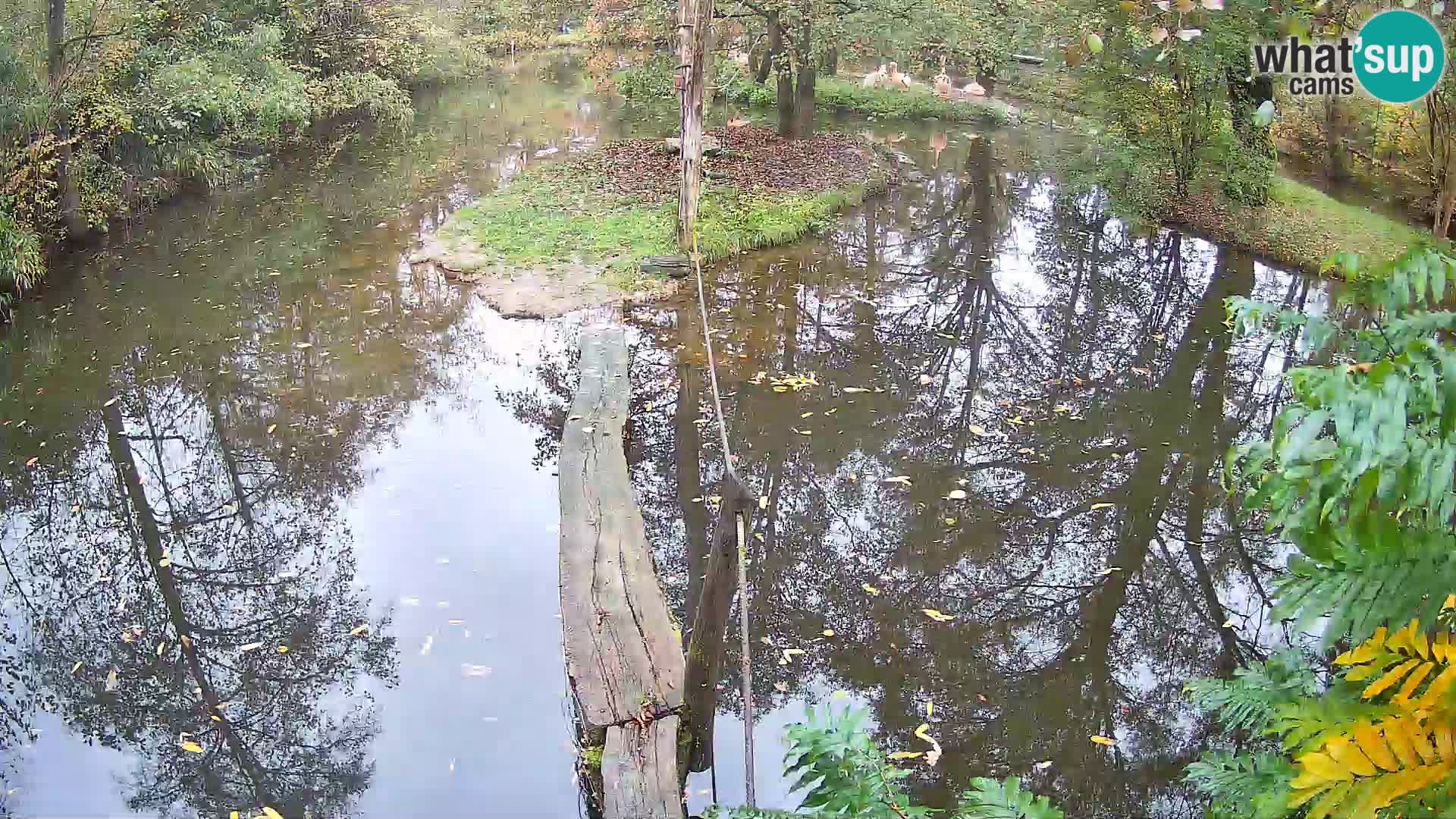 Vari bianconero Zoo Ljubljana webcam
