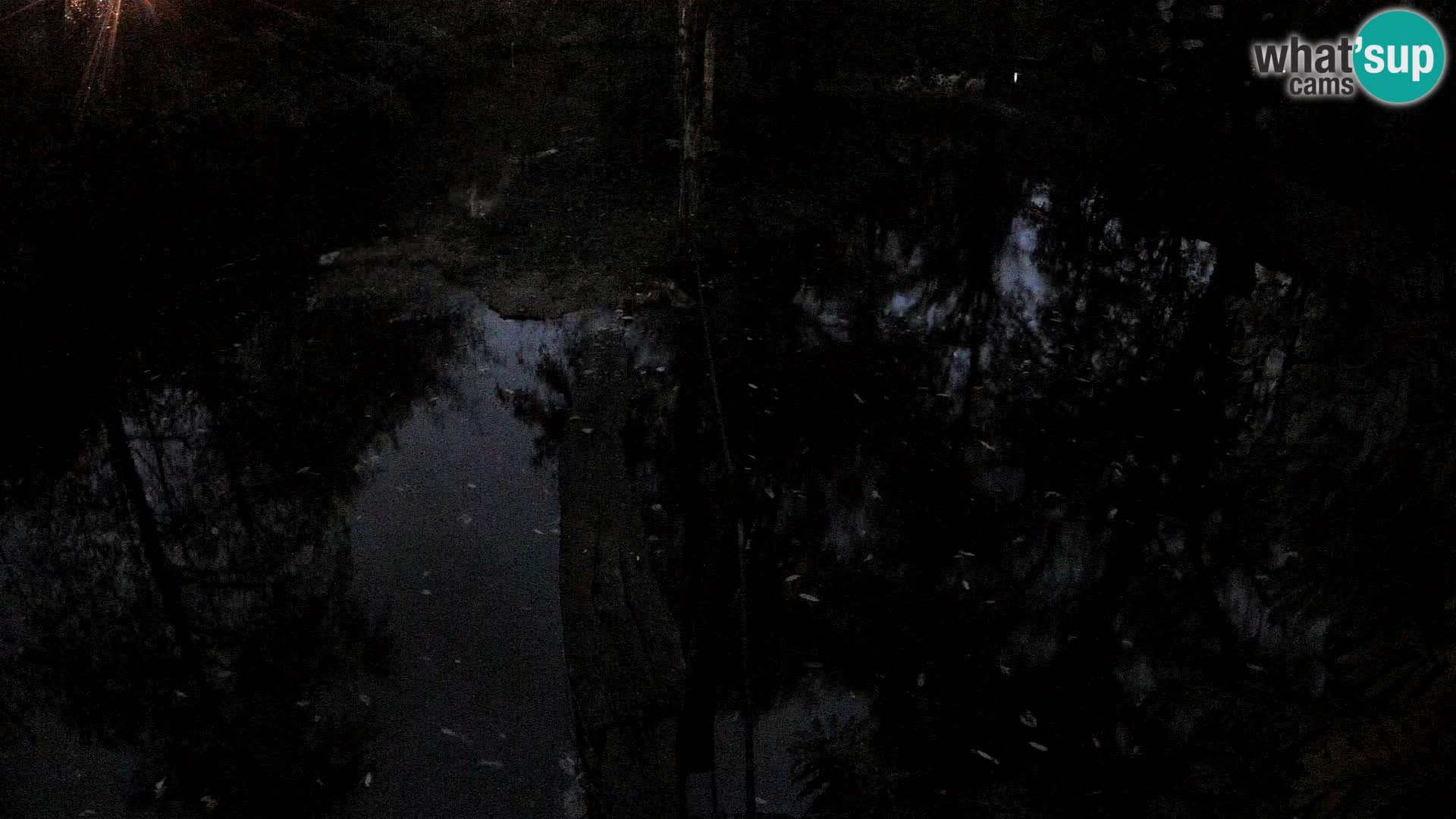 Navadni vari u živo – Ljubljana zoo