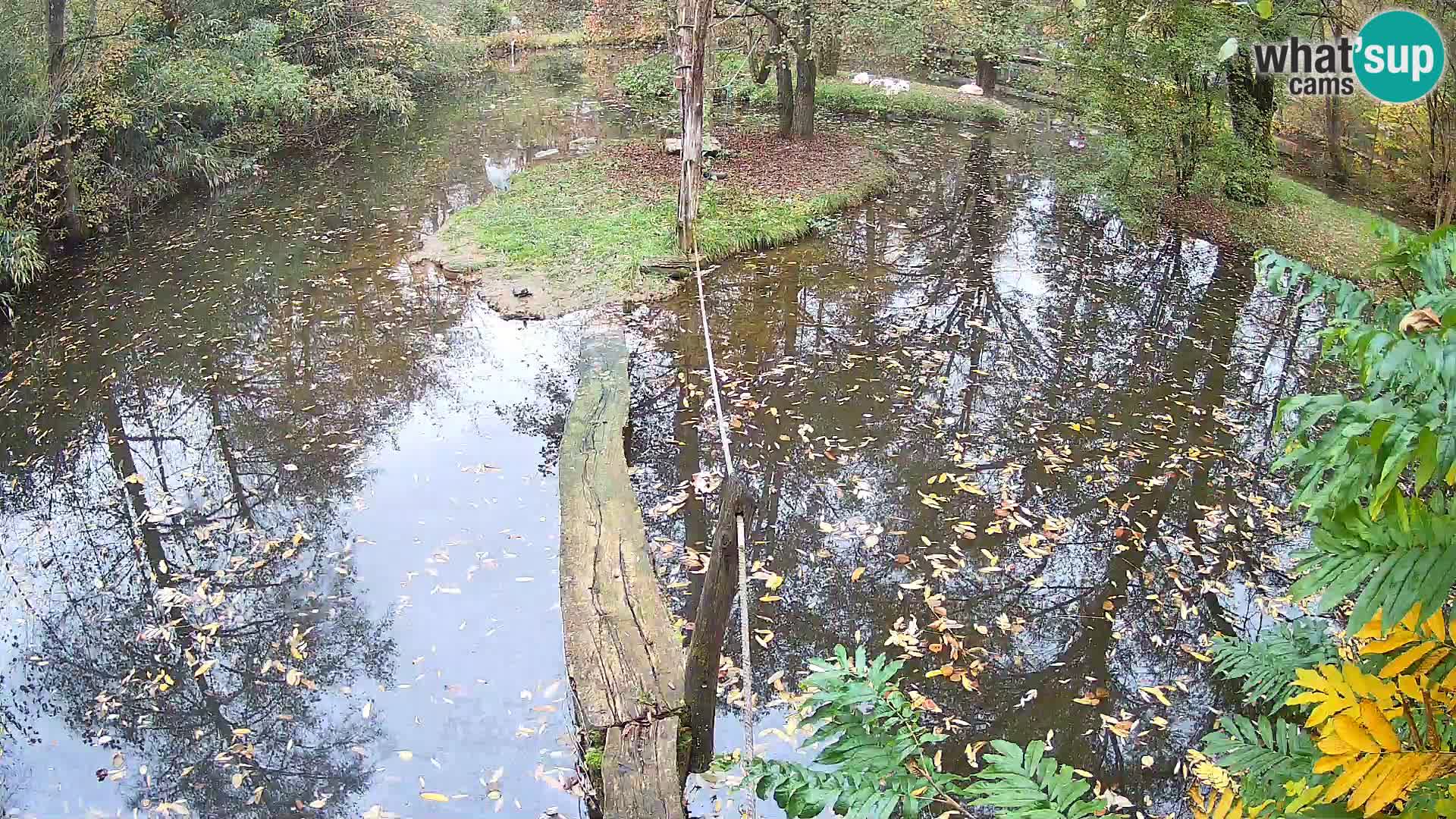 Vari noir et blanc – Ljubljana ZOO  livecam