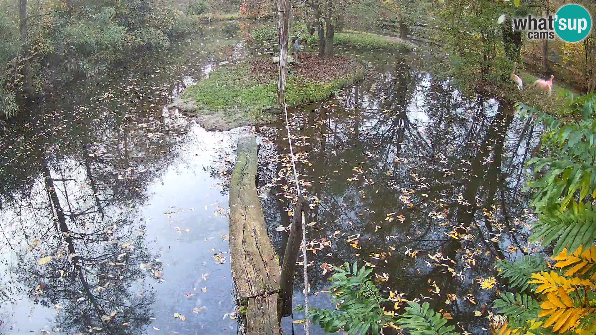 Vari bianconero Zoo Ljubljana webcam