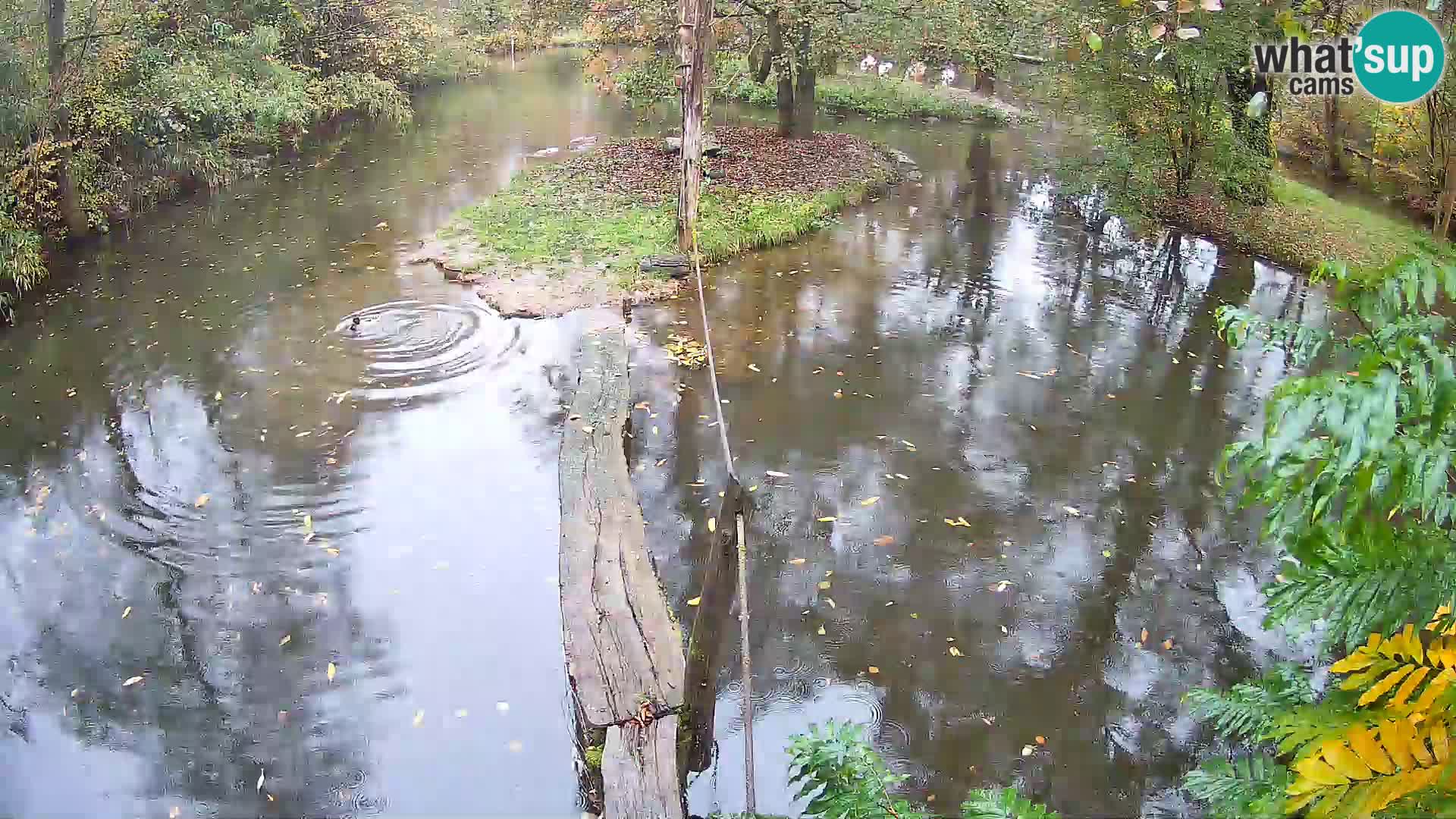 Navadni vari u živo – Ljubljana zoo