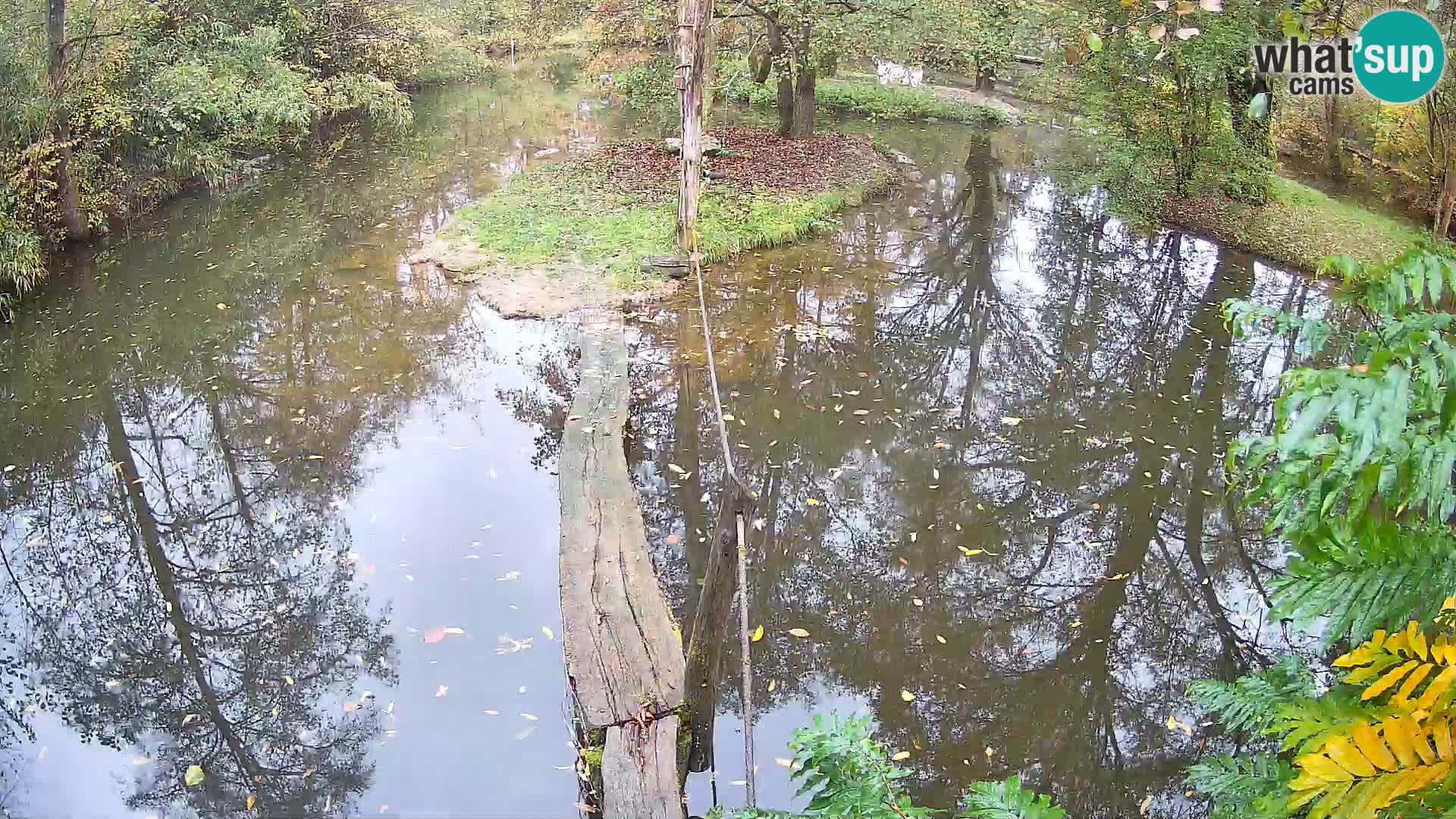 Navadni vari u živo – Ljubljana zoo