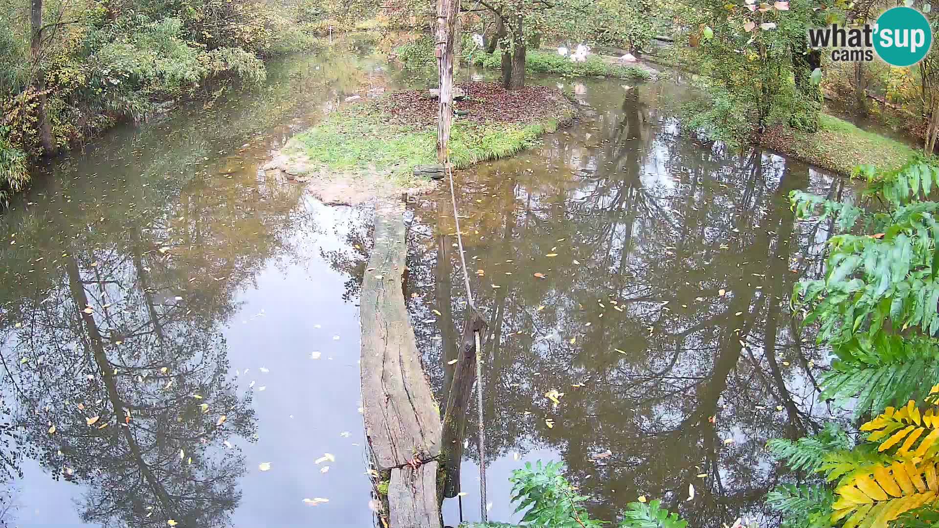 Navadni vari u živo – Ljubljana zoo