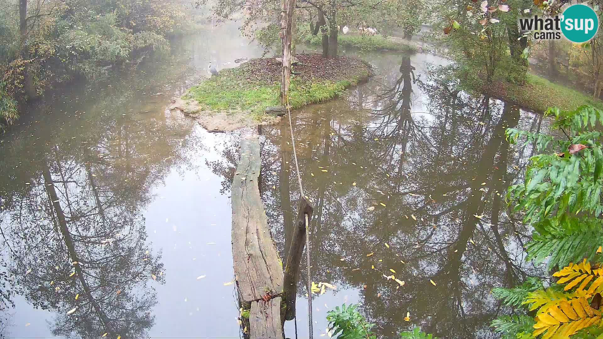 Schwarzweiße Vari Zoo Ljubljana webcam