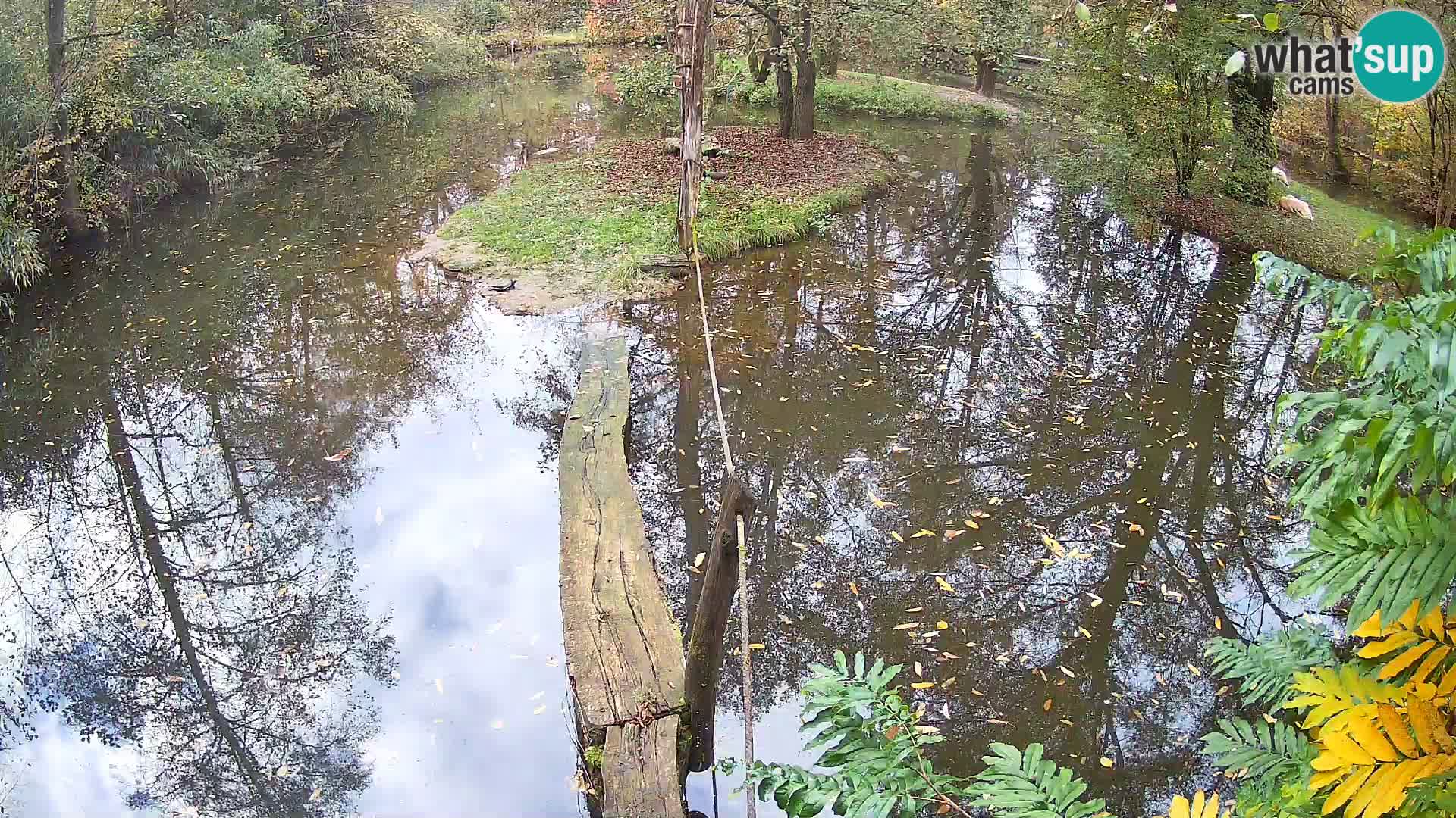 Navadni vari u živo – Ljubljana zoo
