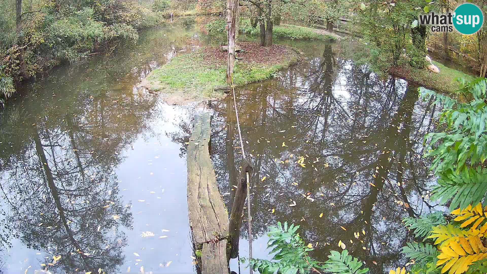 Navadni vari u živo – Ljubljana zoo