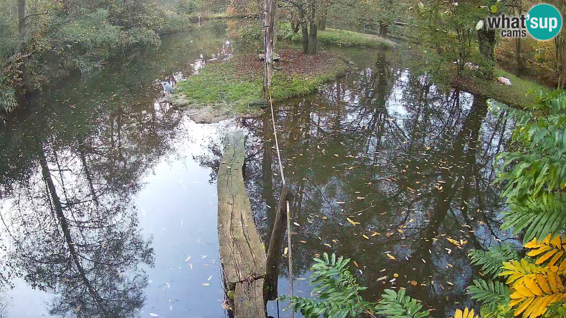 Schwarzweiße Vari Zoo Ljubljana webcam