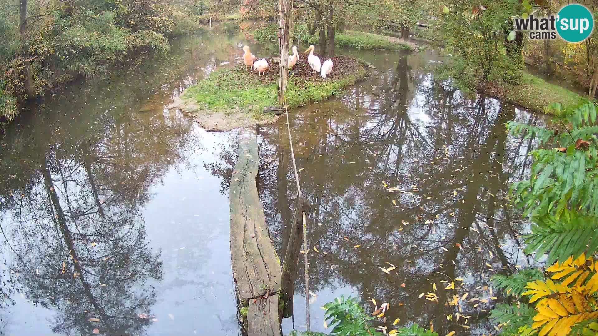 Black and white ruffed lemur Ljubljana Zoo live cam