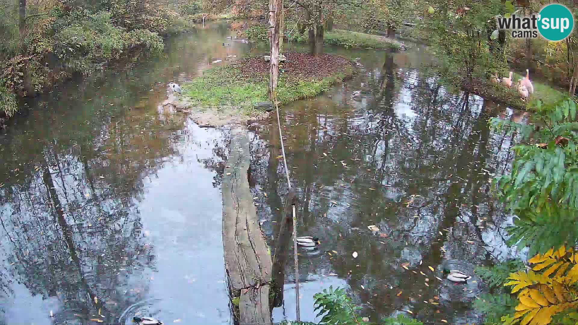 Black and white ruffed lemur Ljubljana Zoo live cam