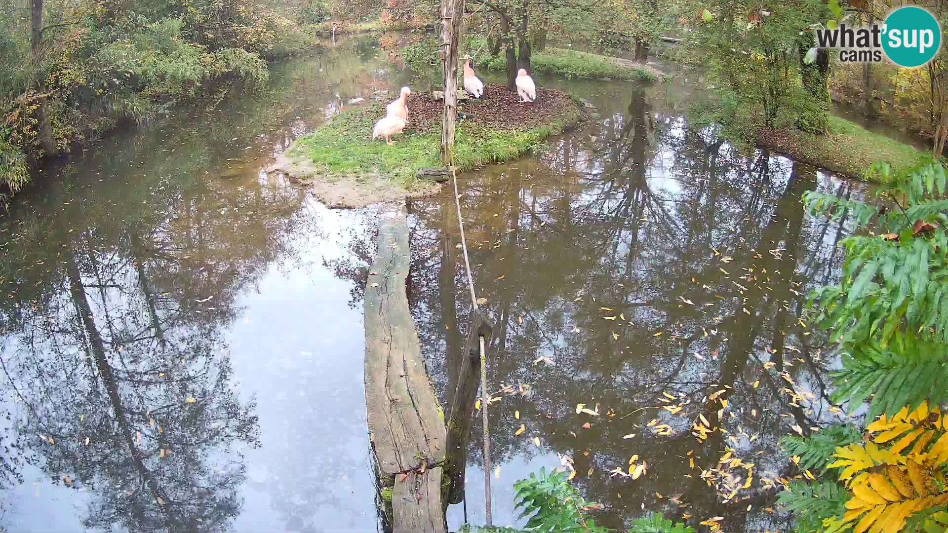 Navadni vari u živo – Ljubljana zoo