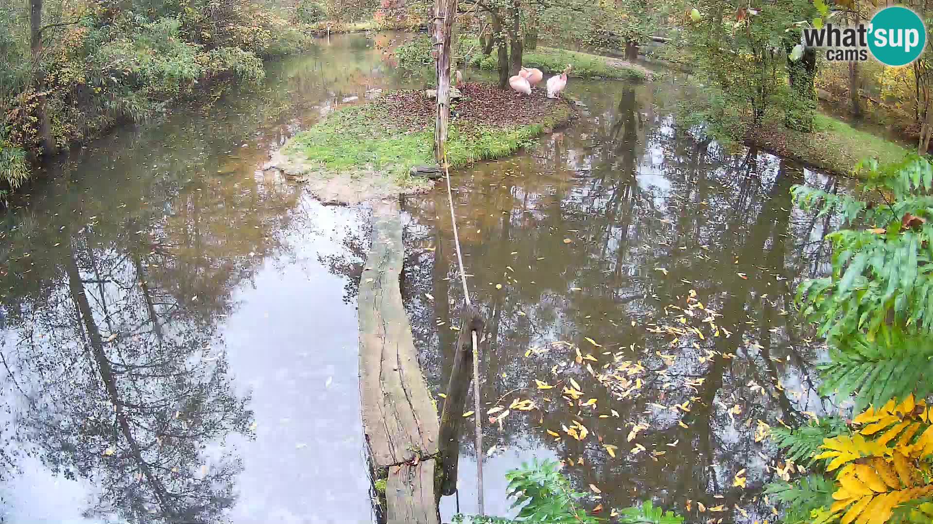 Navadni vari u živo – Ljubljana zoo