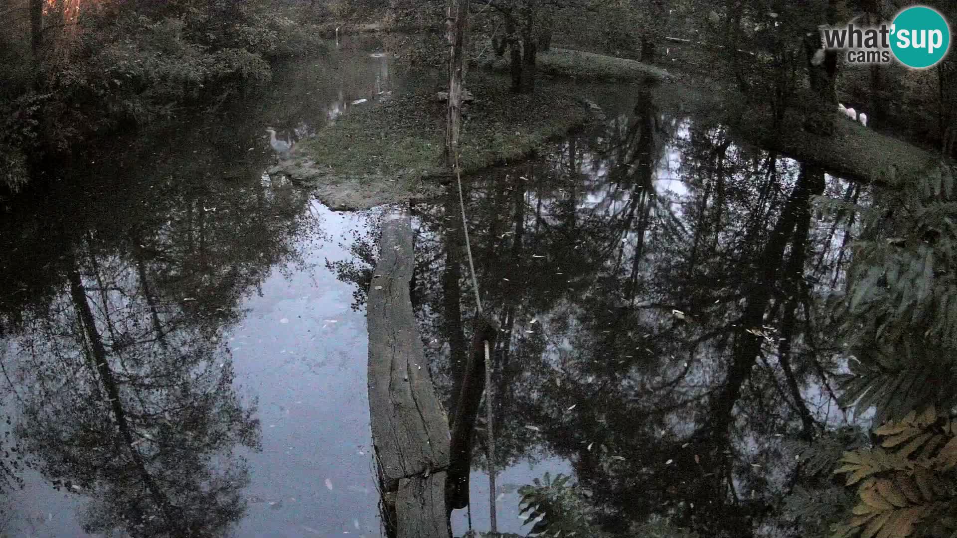 Lémur rufo blanco y negro – Ljubljana Zoo en vivo