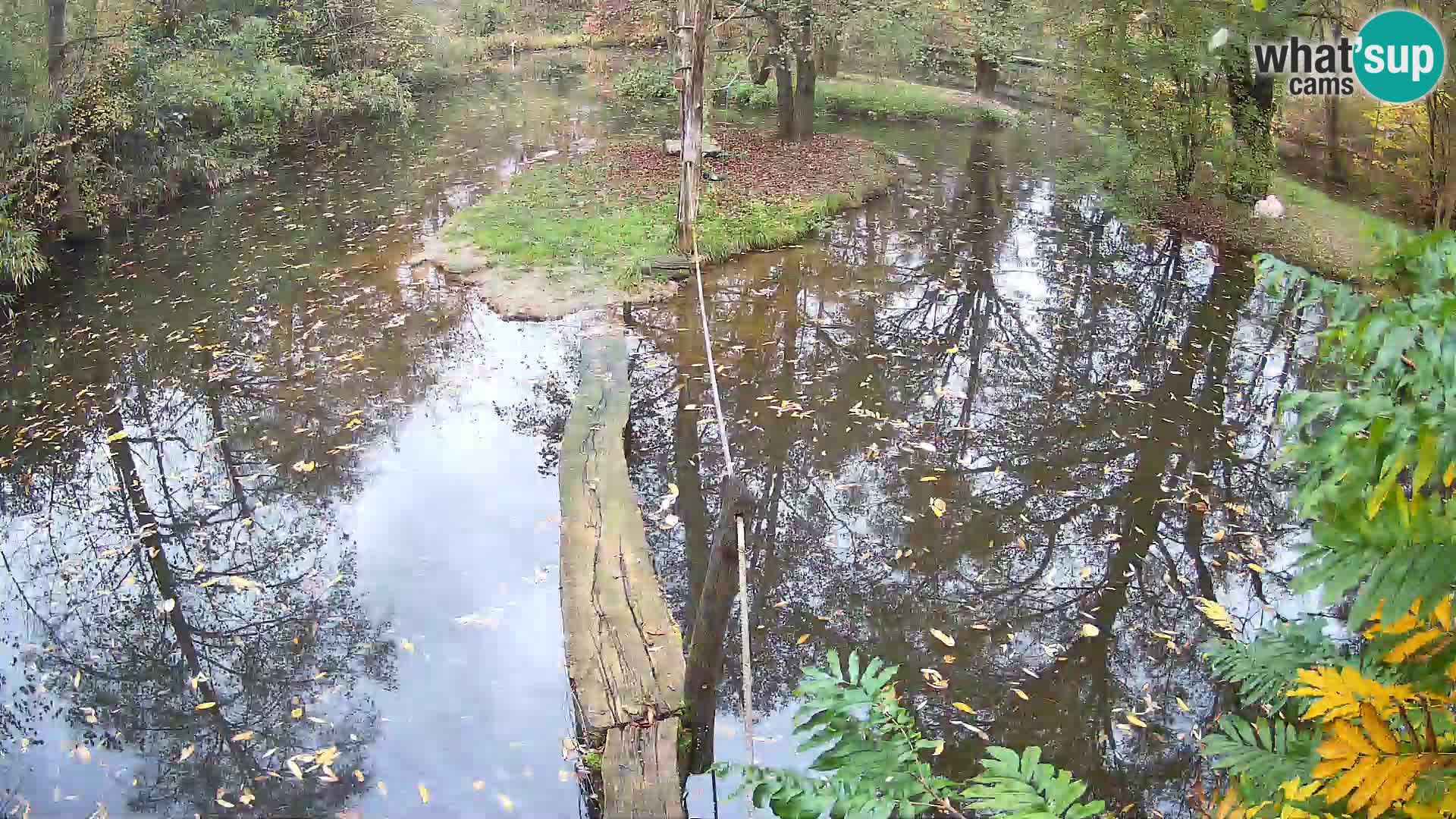 Vari bianconero Zoo Ljubljana webcam