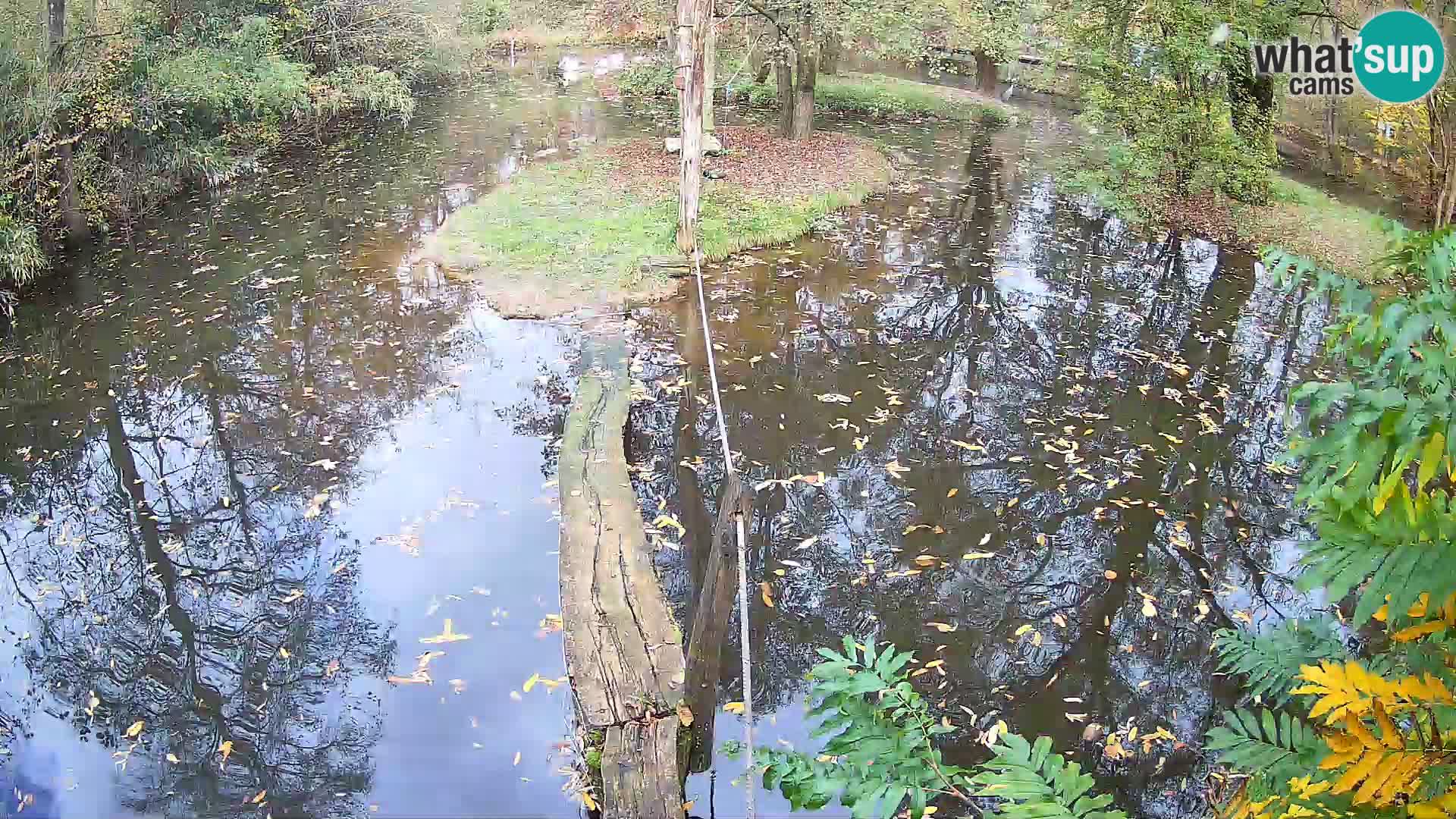 Schwarzweiße Vari Zoo Ljubljana webcam