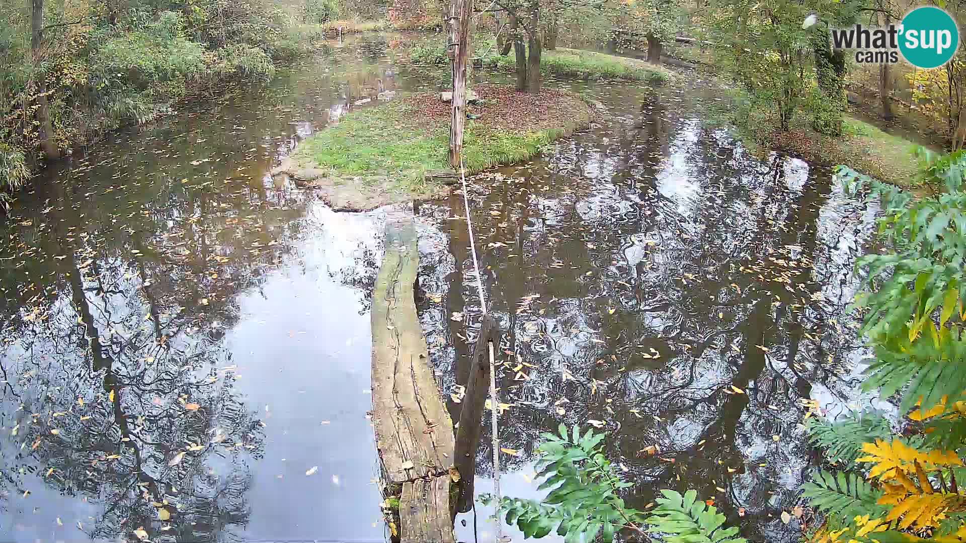 Lémur rufo blanco y negro – Ljubljana Zoo en vivo
