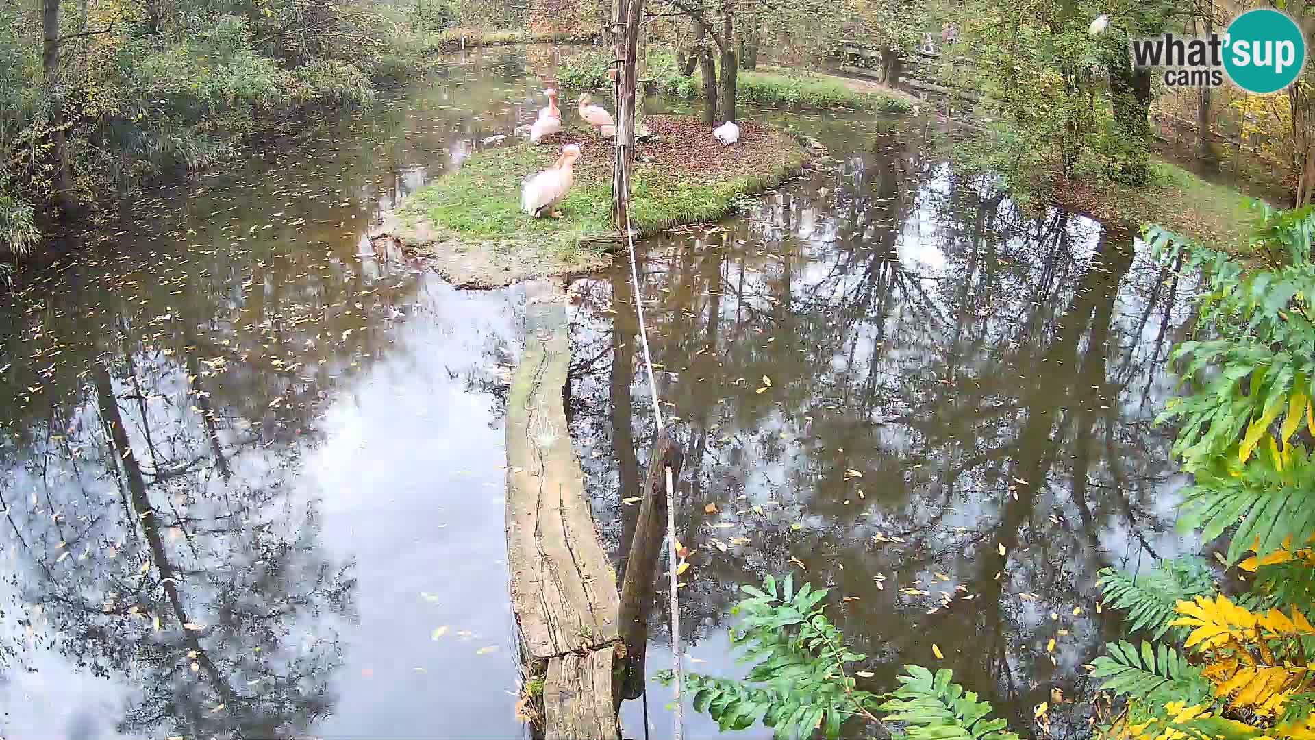 Navadni vari u živo – Ljubljana zoo