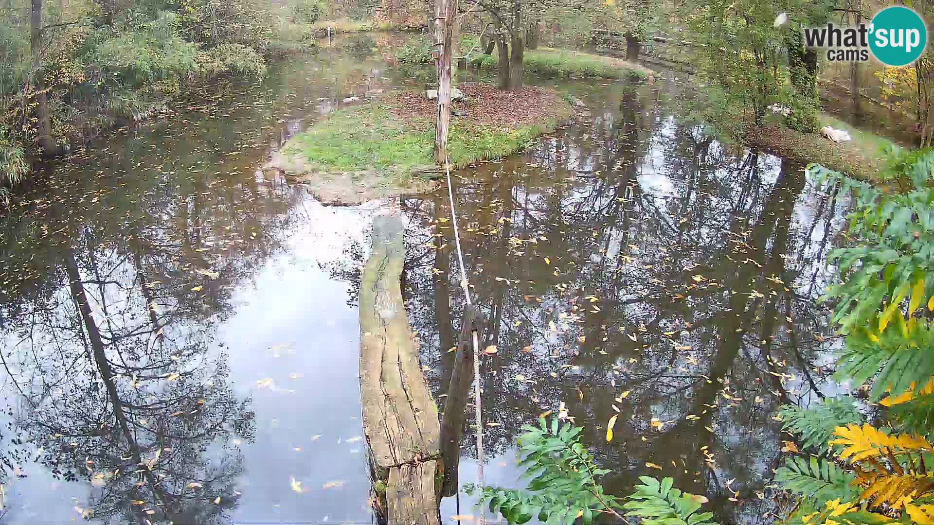 Vari noir et blanc – Ljubljana ZOO  livecam