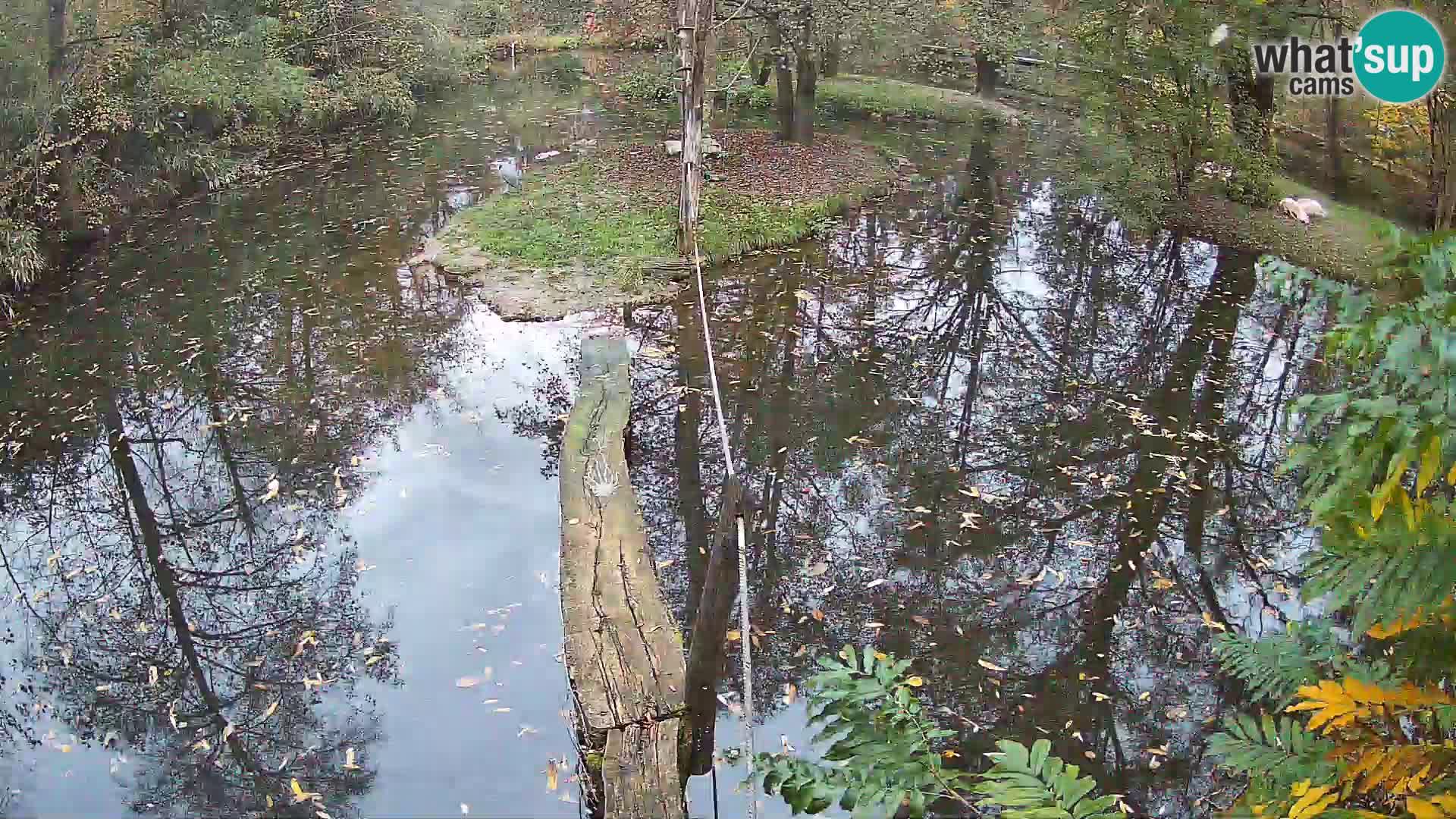 Schwarzweiße Vari Zoo Ljubljana webcam