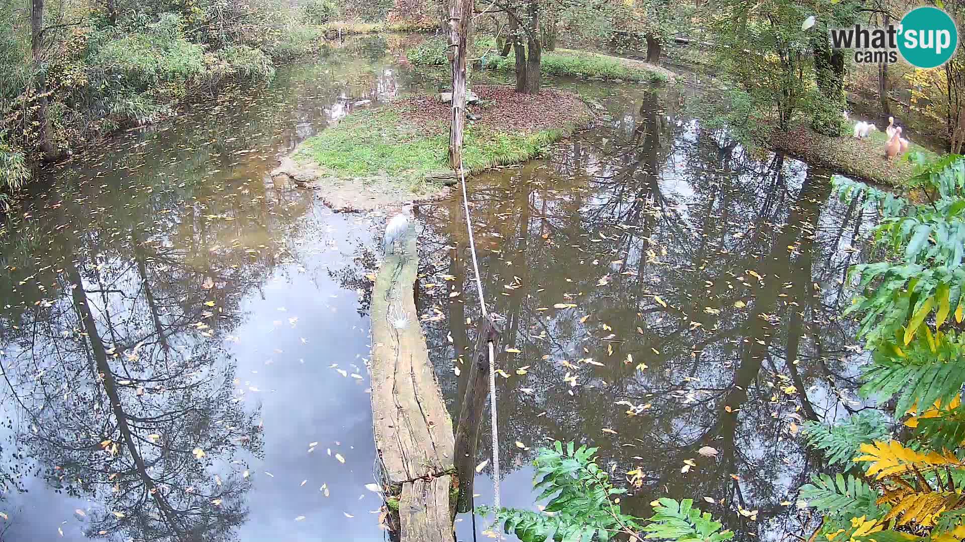 Vari noir et blanc – Ljubljana ZOO  livecam