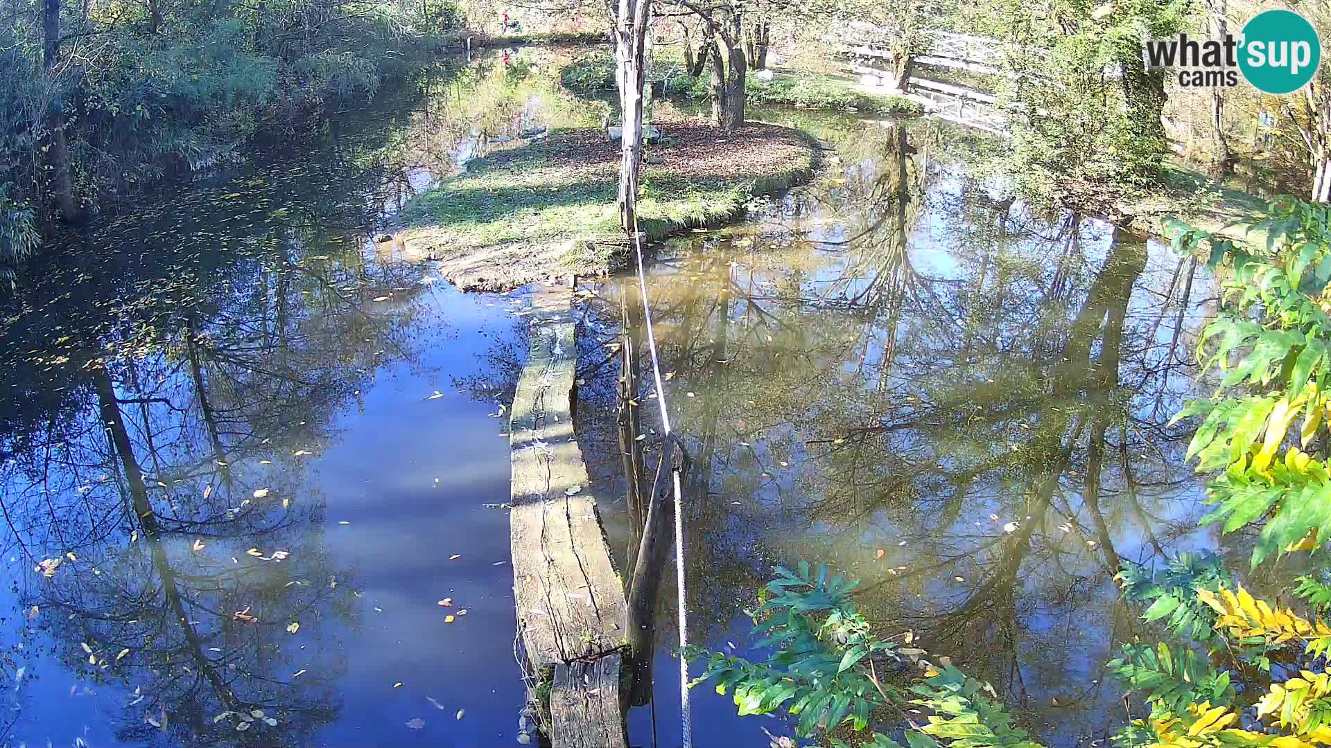 Navadni vari u živo – Ljubljana zoo