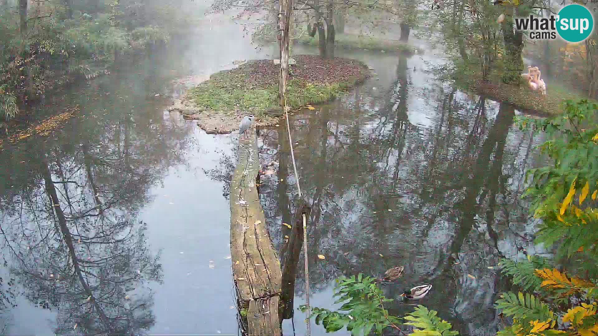 Lémur rufo blanco y negro – Ljubljana Zoo en vivo