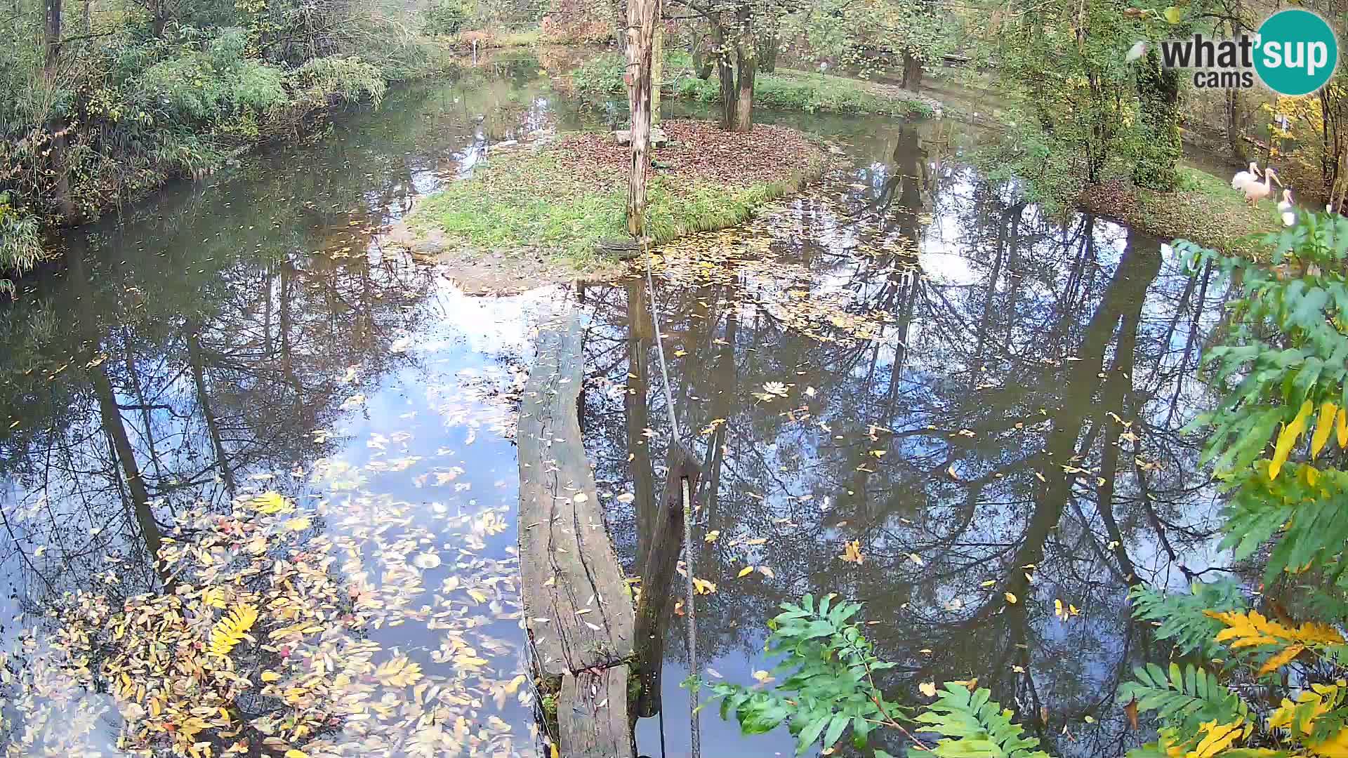 Navadni vari v živo – Ljubljana živalski vrt