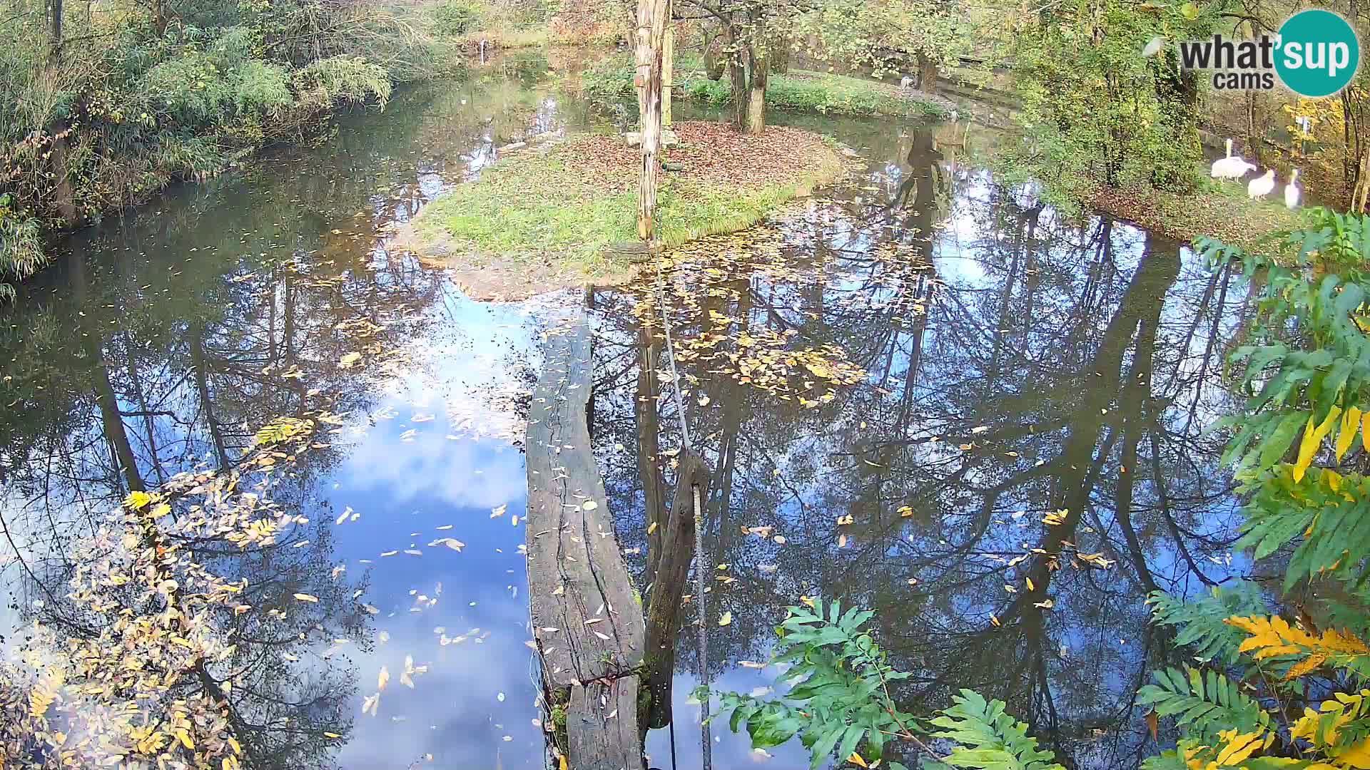 Vari noir et blanc – Ljubljana ZOO  livecam