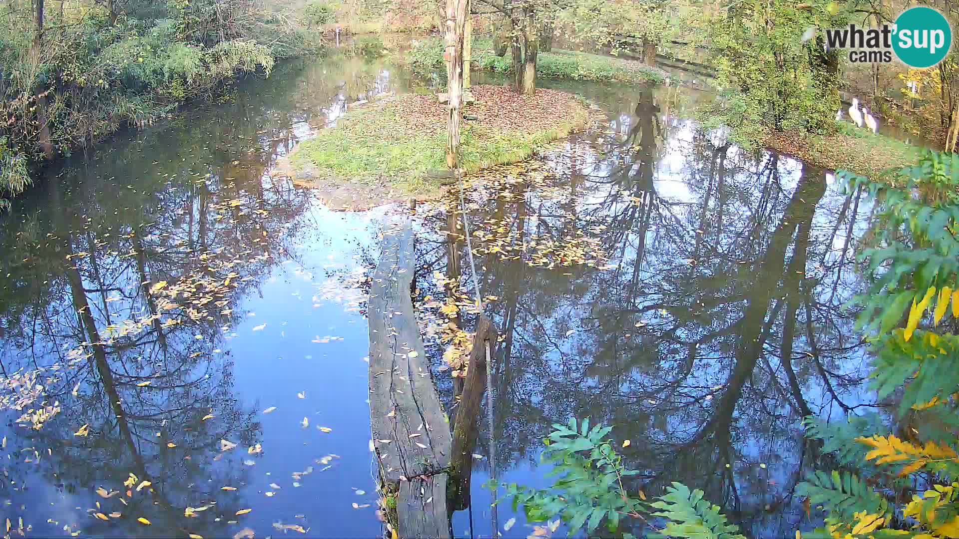 Navadni vari u živo – Ljubljana zoo