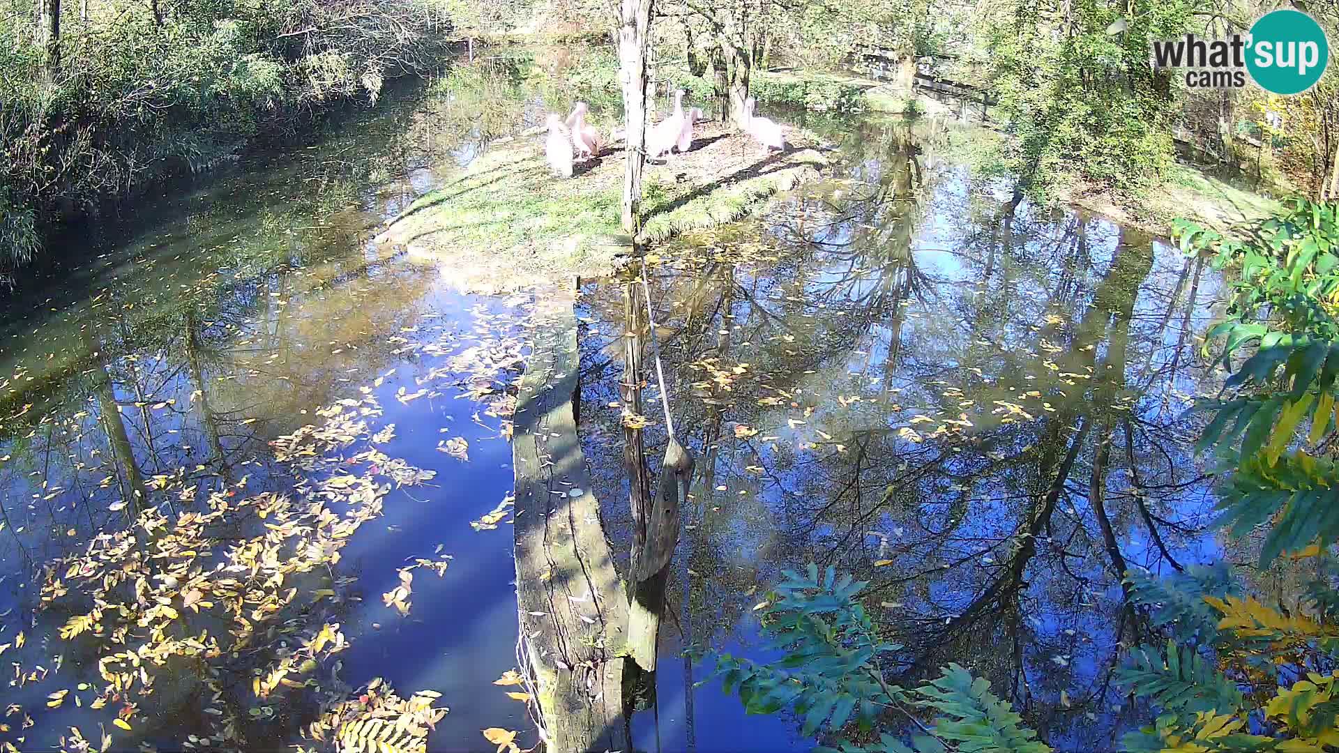 Black and white ruffed lemur Ljubljana Zoo live cam
