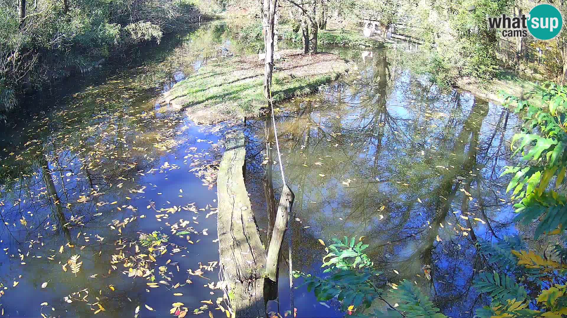 Vari noir et blanc – Ljubljana ZOO  livecam