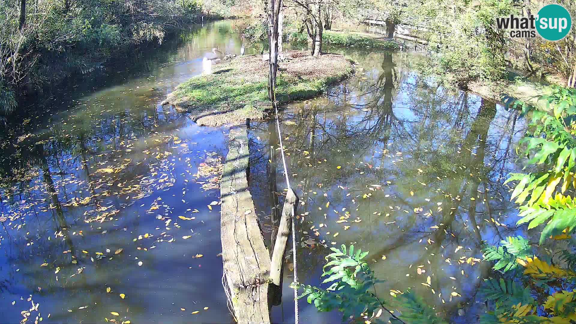 Navadni vari u živo – Ljubljana zoo