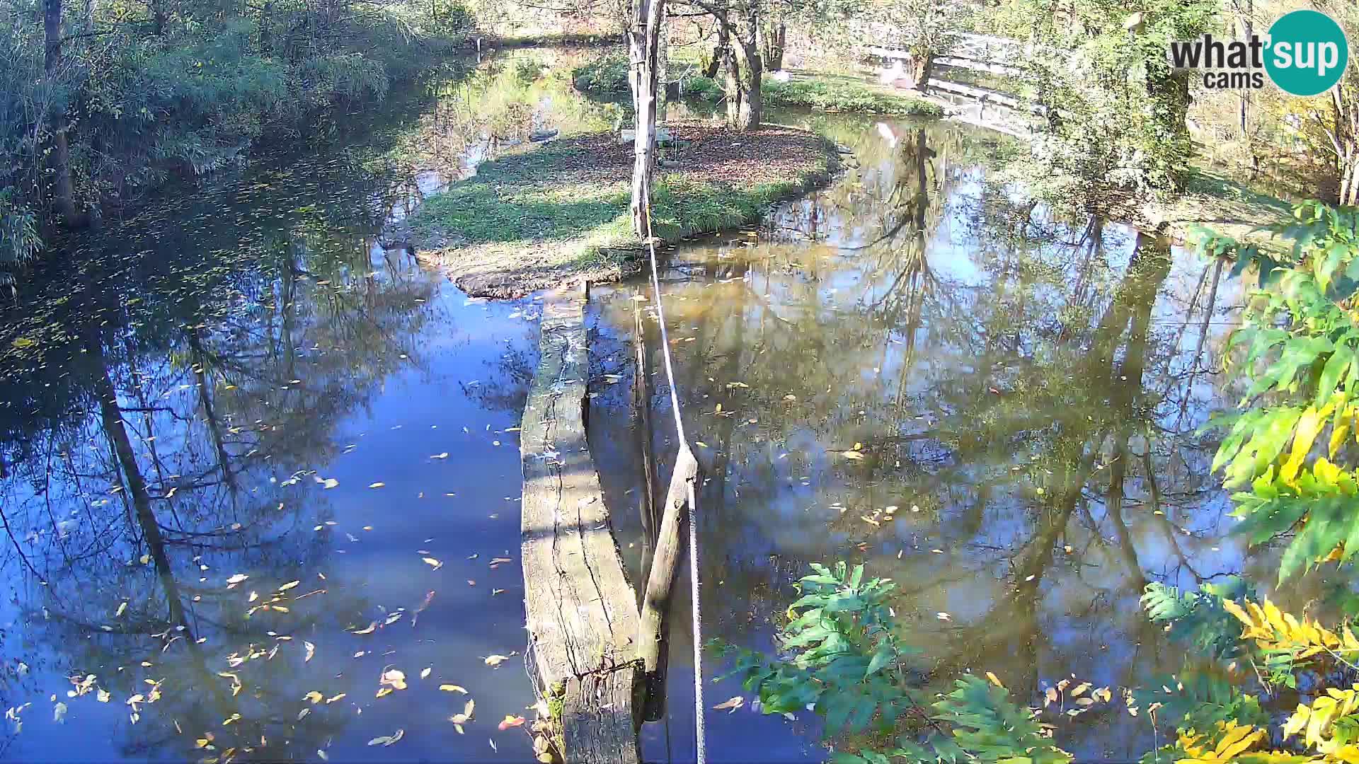 Navadni vari u živo – Ljubljana zoo