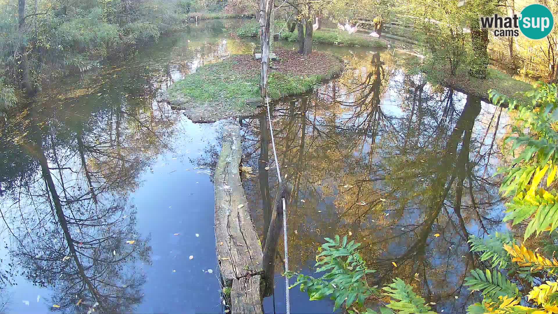 Vari bianconero Zoo Ljubljana webcam