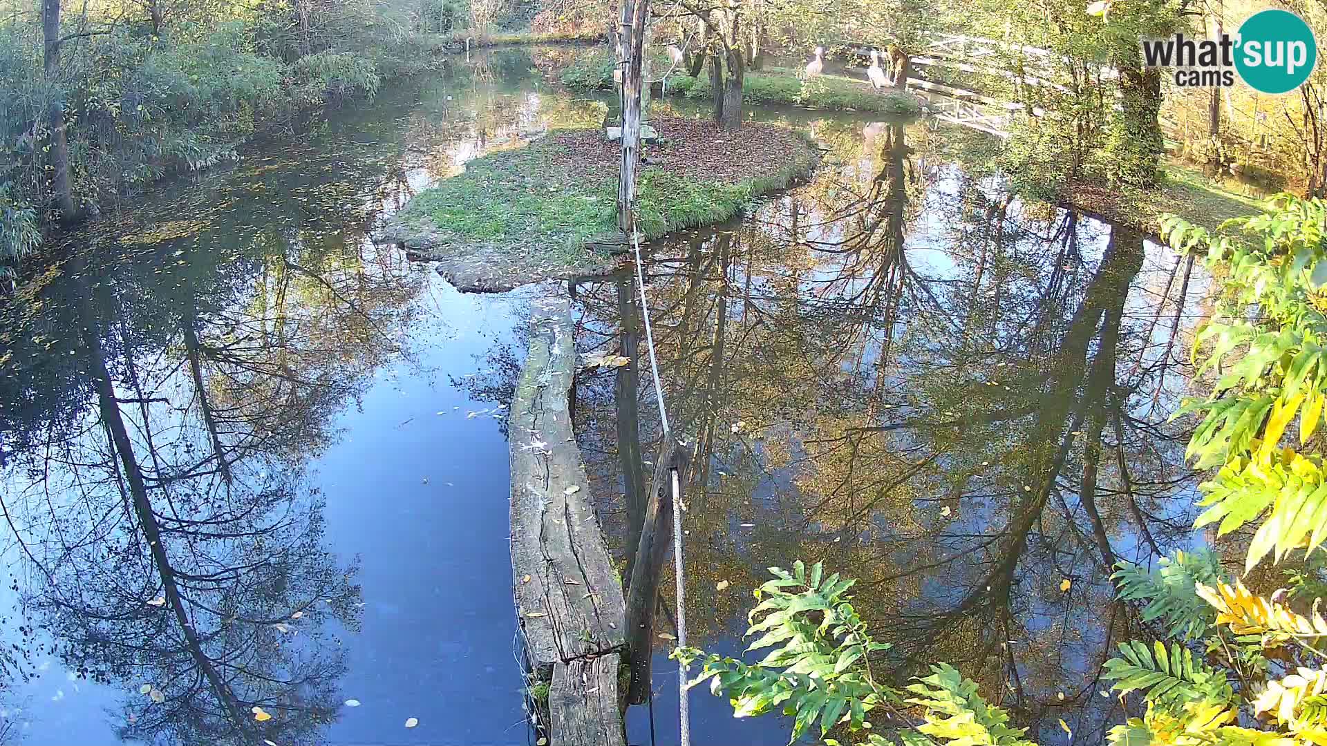 Vari noir et blanc – Ljubljana ZOO  livecam