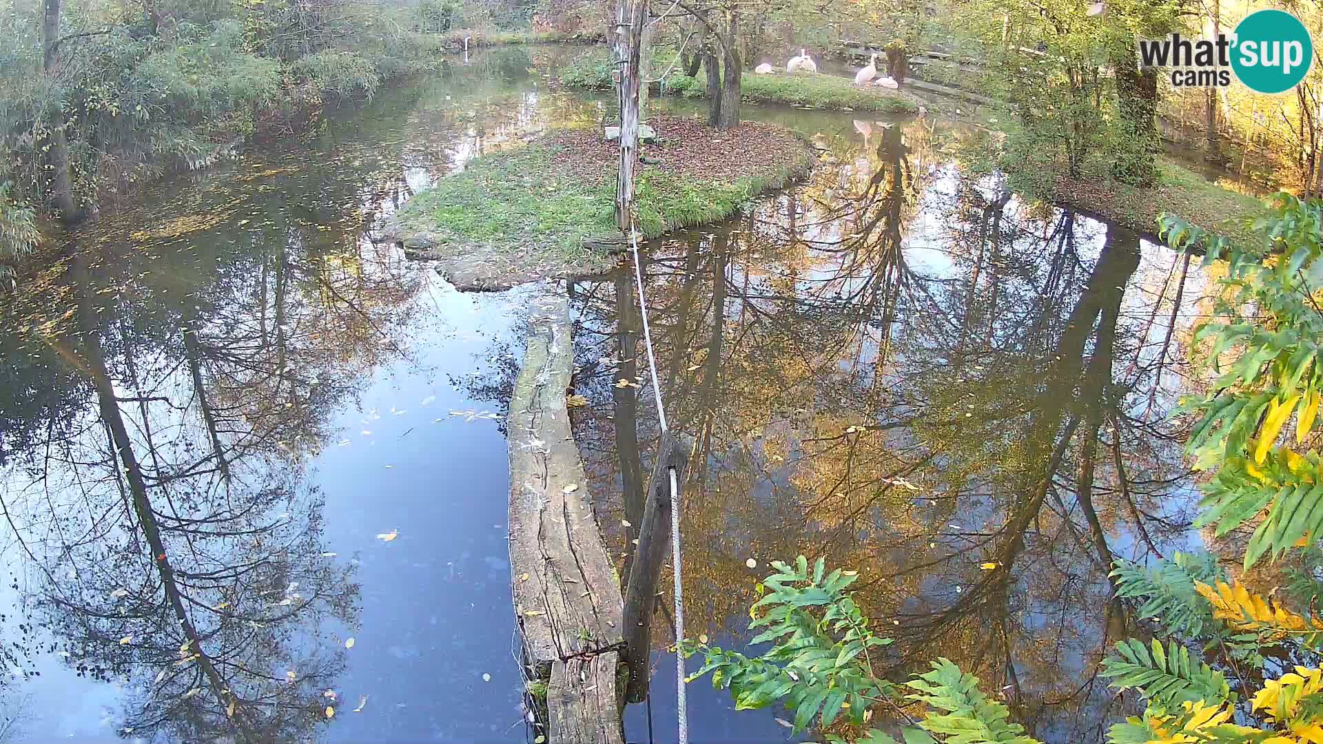 Lémur rufo blanco y negro – Ljubljana Zoo en vivo
