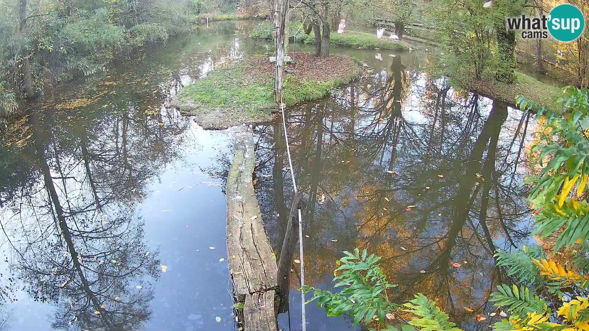 Vari noir et blanc – Ljubljana ZOO  livecam
