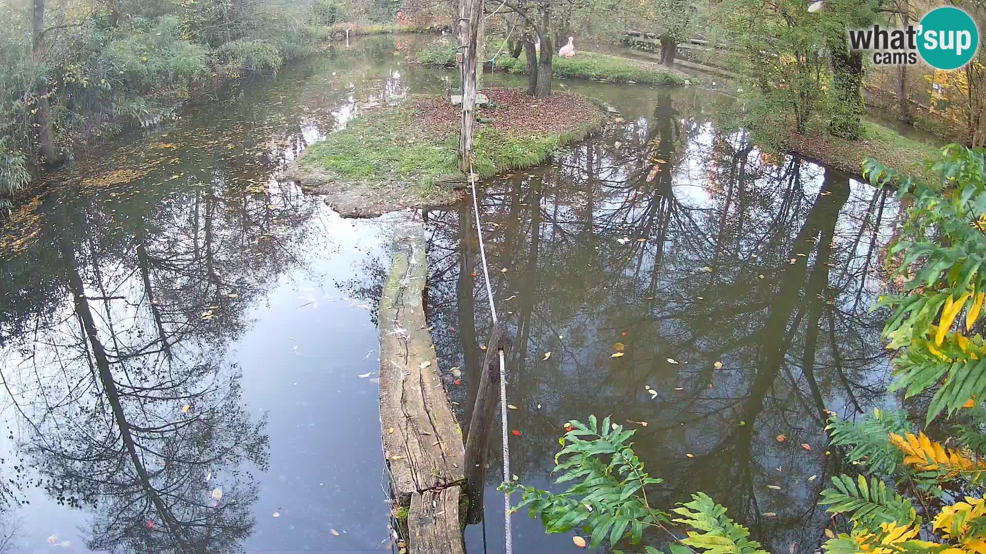 Lémur rufo blanco y negro – Ljubljana Zoo en vivo