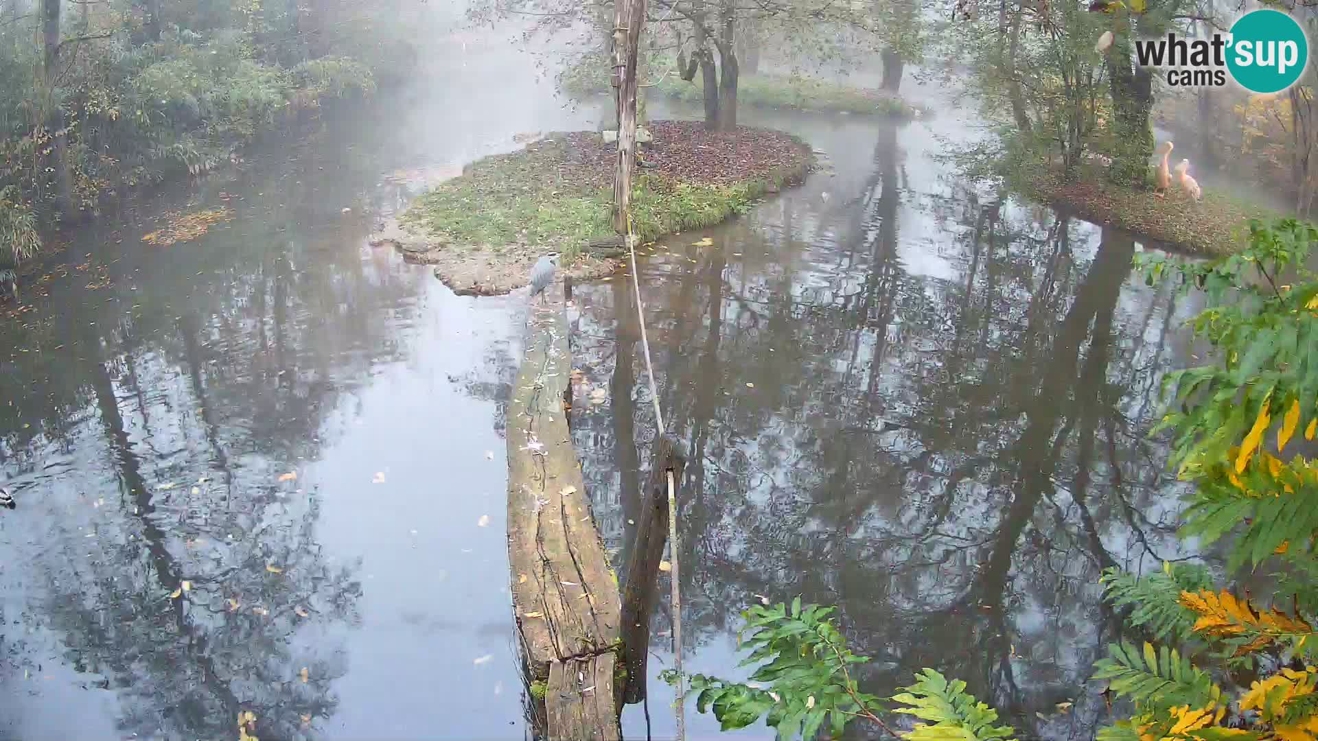 Vari bianconero Zoo Ljubljana webcam