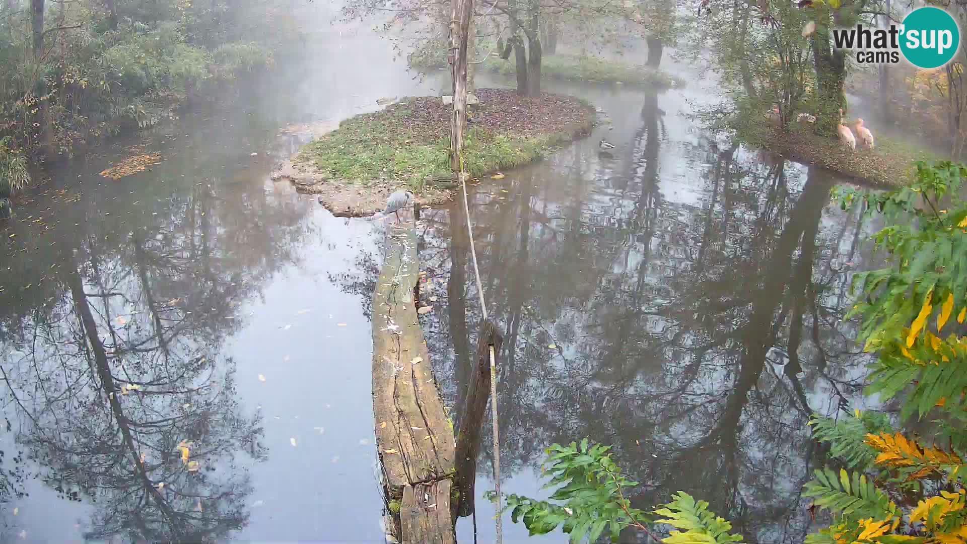 Schwarzweiße Vari Zoo Ljubljana webcam