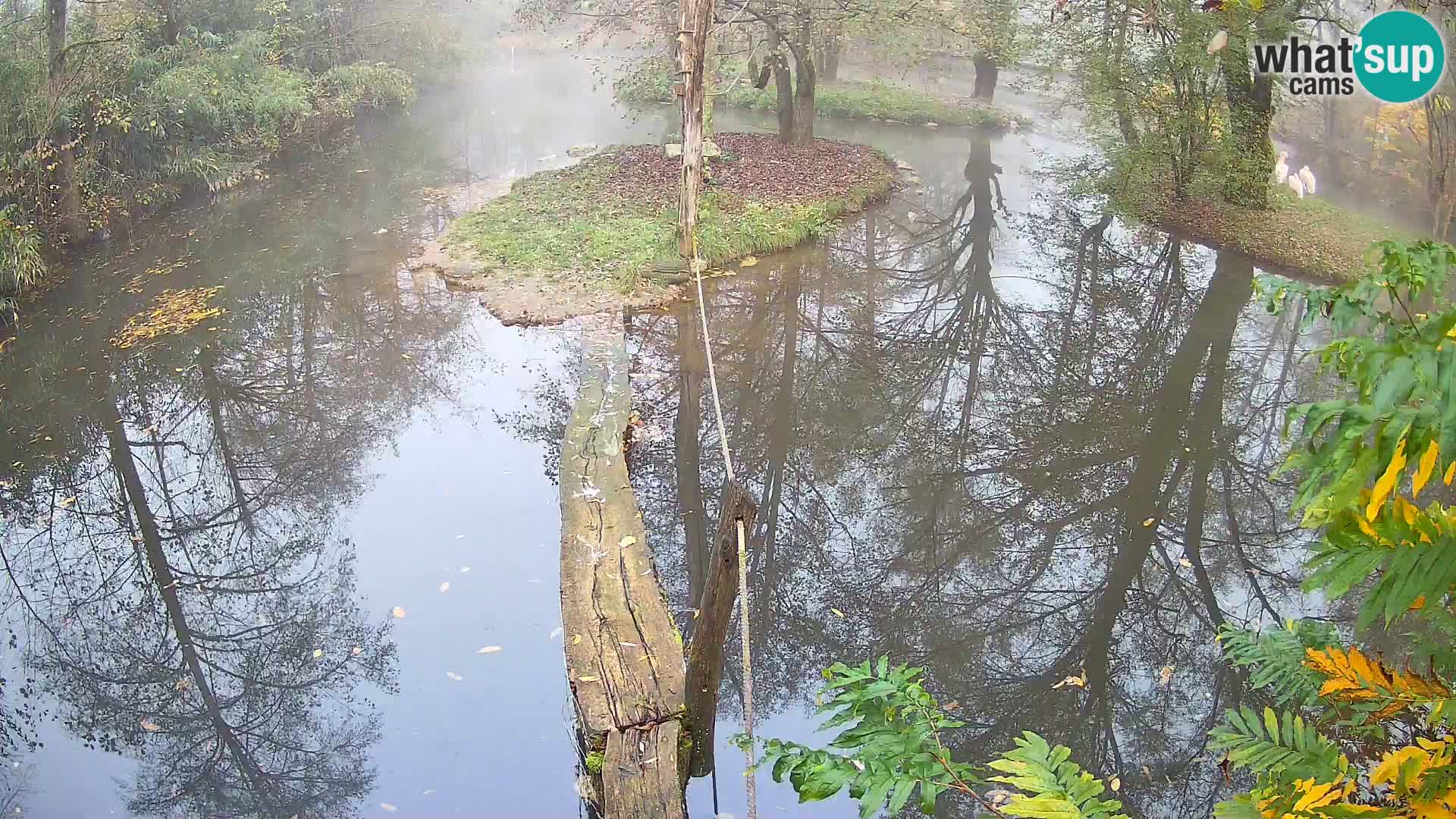 Schwarzweiße Vari Zoo Ljubljana webcam