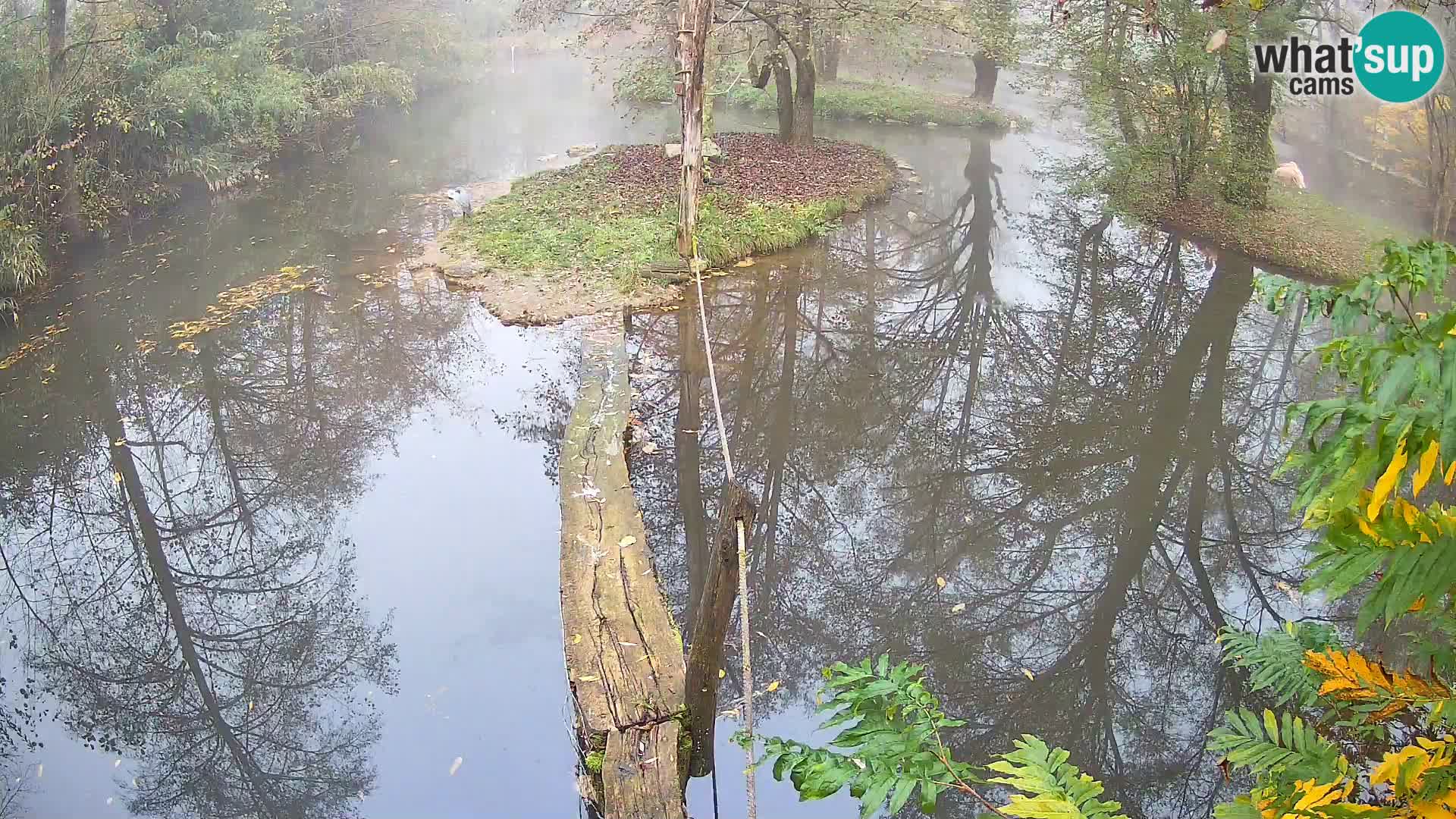 Lémur rufo blanco y negro – Ljubljana Zoo en vivo