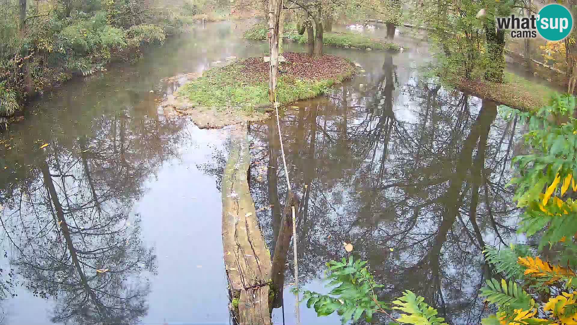Navadni vari v živo – Ljubljana živalski vrt