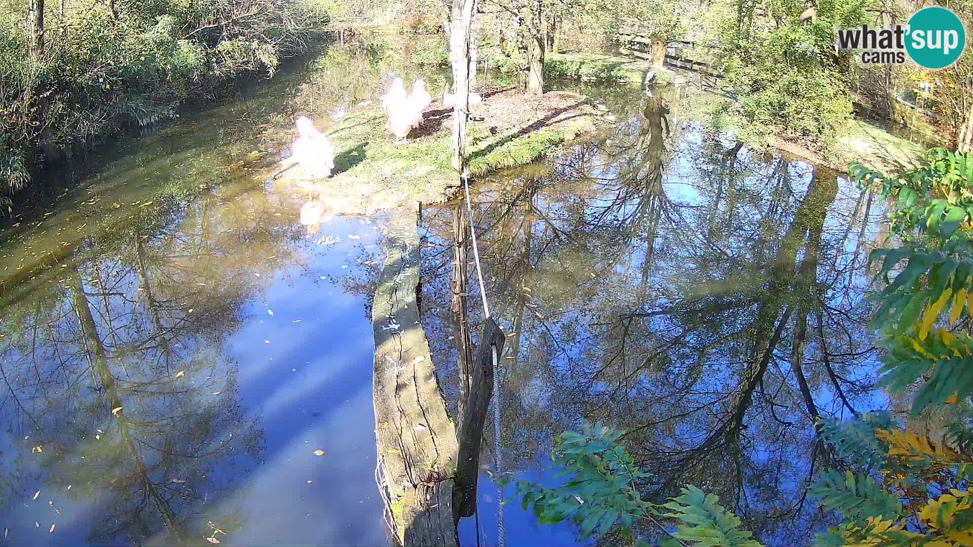 Black and white ruffed lemur Ljubljana Zoo live cam