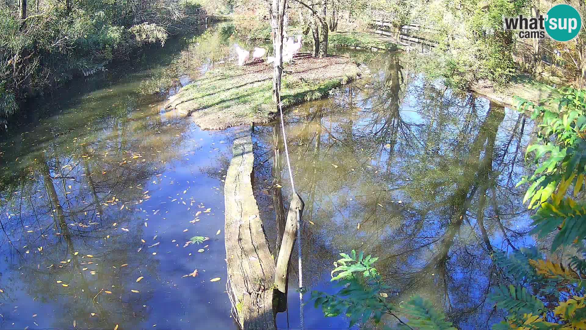 Lémur rufo blanco y negro – Ljubljana Zoo en vivo