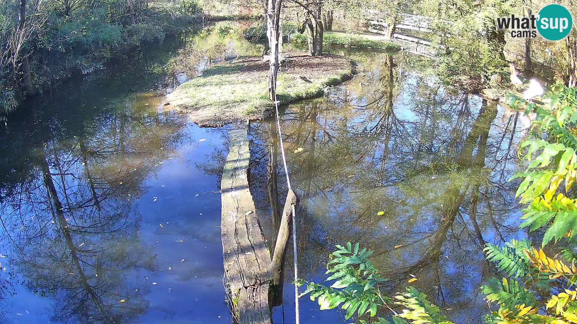 Black and white ruffed lemur Ljubljana Zoo live cam