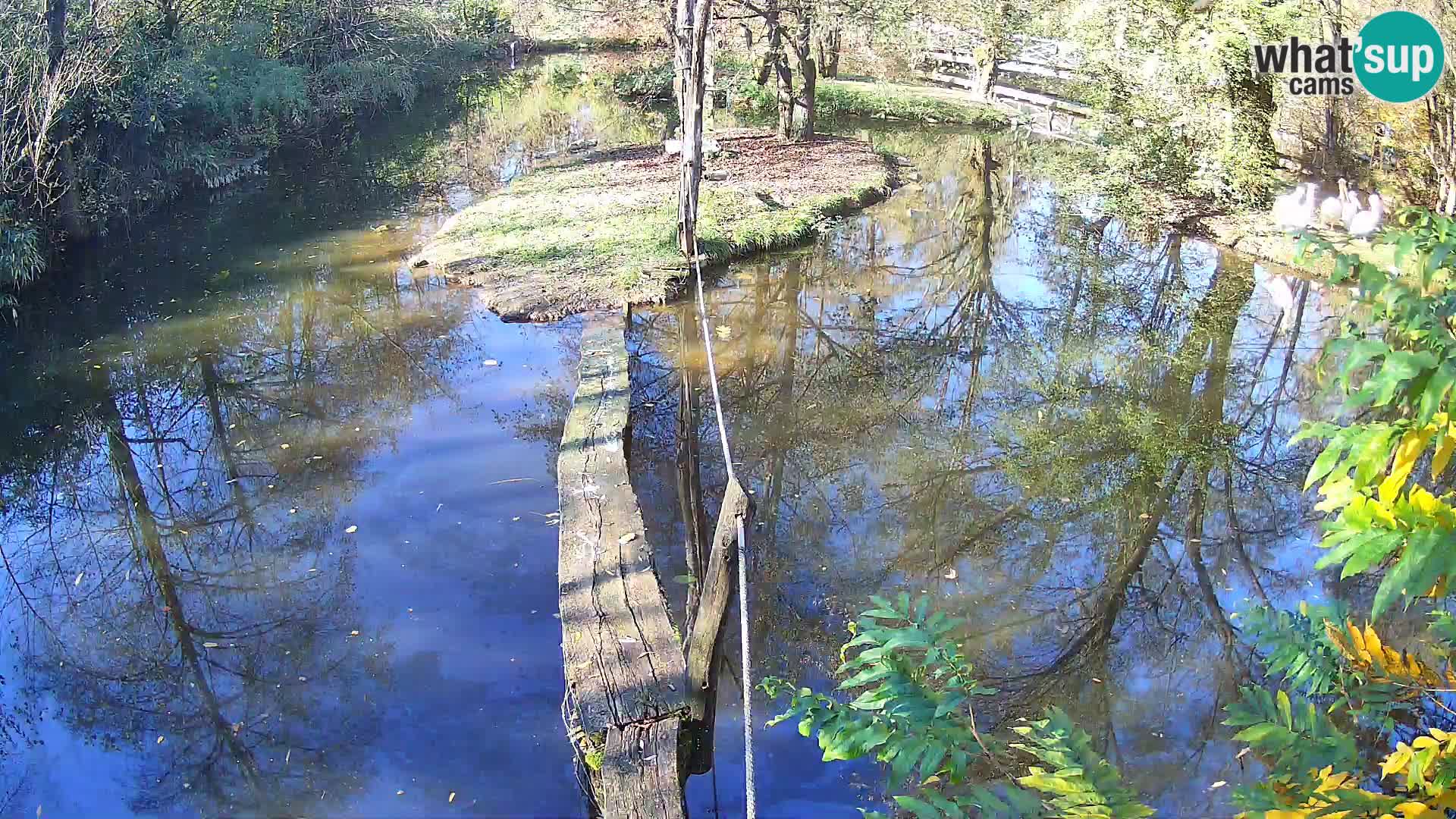 Black and white ruffed lemur Ljubljana Zoo live cam