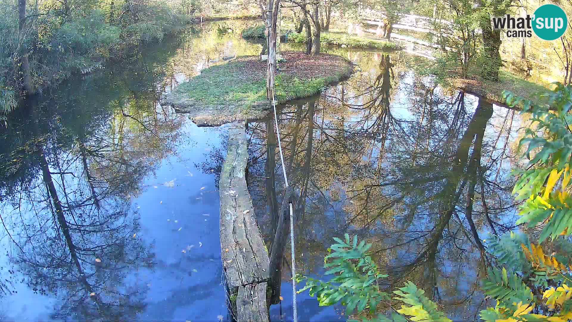 Schwarzweiße Vari Zoo Ljubljana webcam