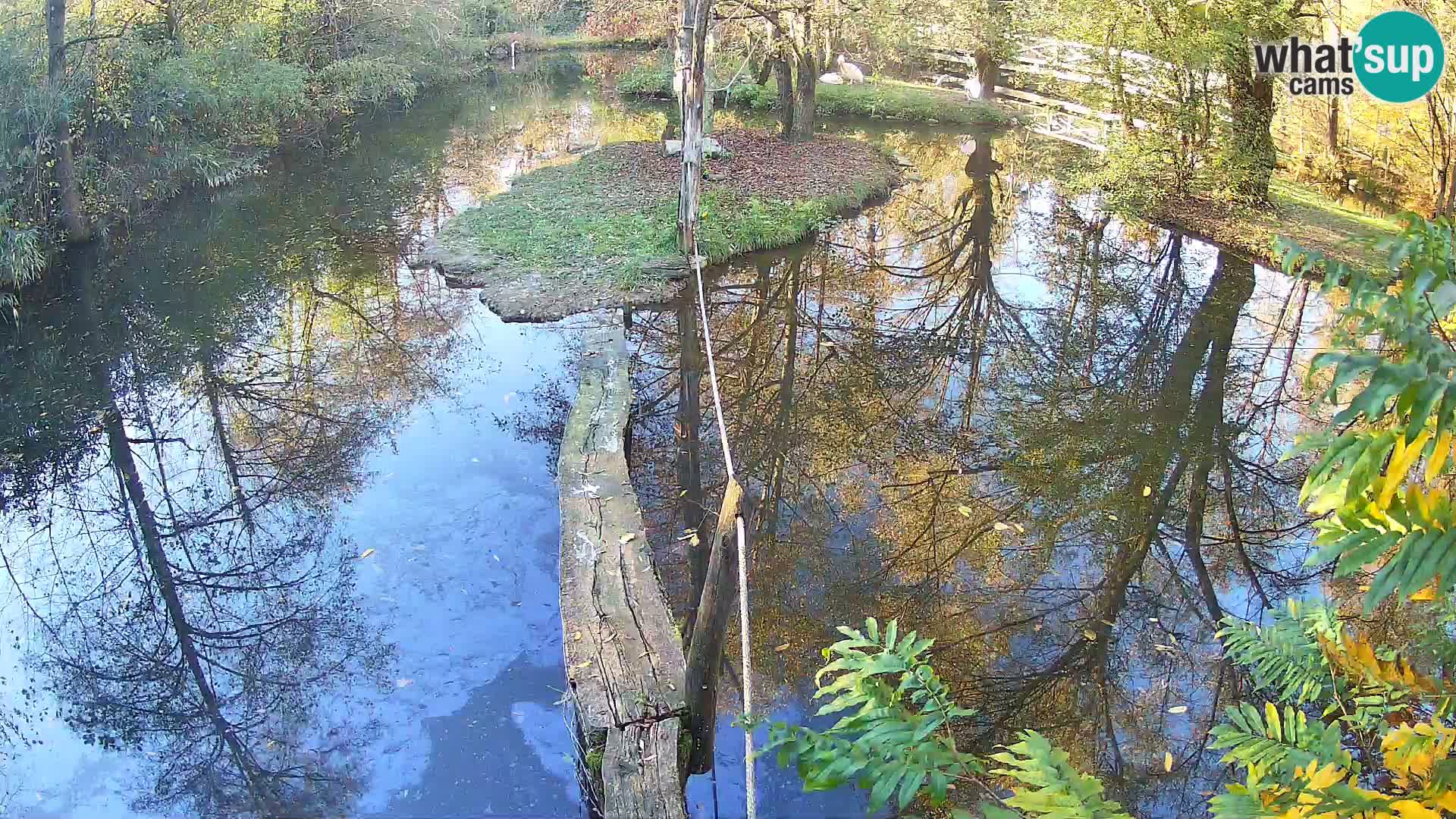 Black and white ruffed lemur Ljubljana Zoo live cam